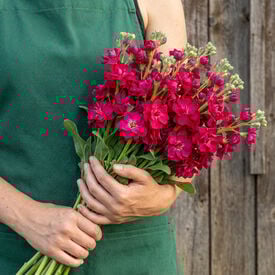 Red Quartet, Stock Seeds